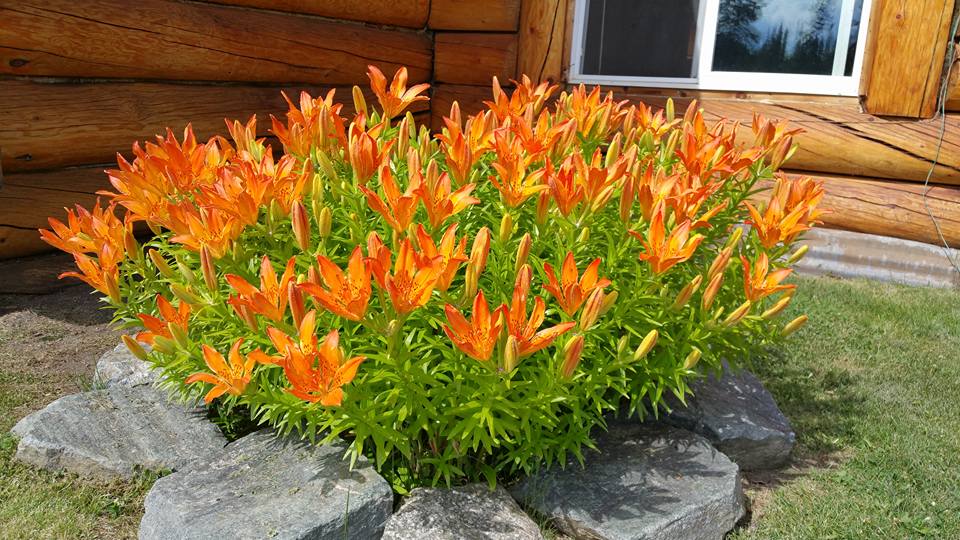 lilies