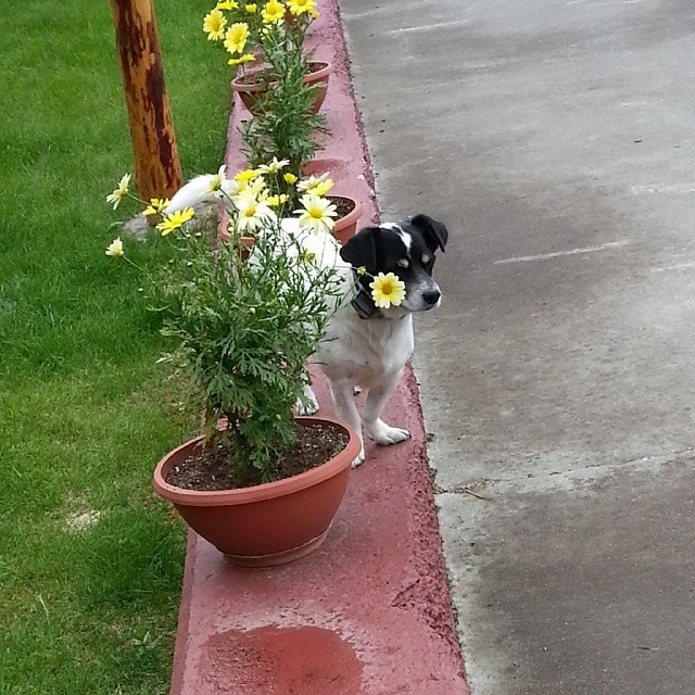 marshdaisy