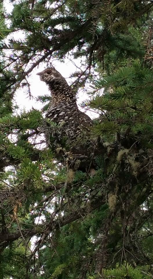 spruce-hen